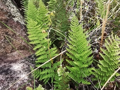 Myriopteris lendigera