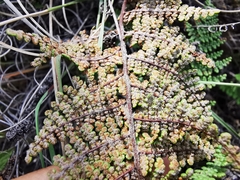 Myriopteris lendigera