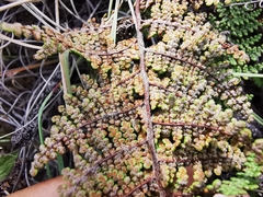 Myriopteris lendigera