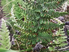 Myriopteris lendigera