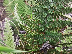 Myriopteris lendigera