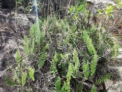 Myriopteris lendigera