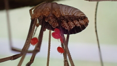 Erythraeoidea