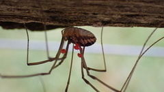 Erythraeoidea