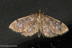 Anania coronata