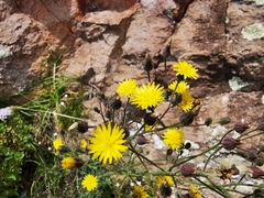 Hieracium abscissum