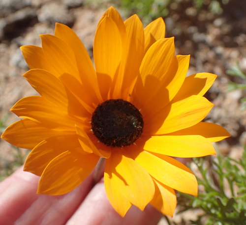 Image of Ursinia cakilefolia by no rights reserved