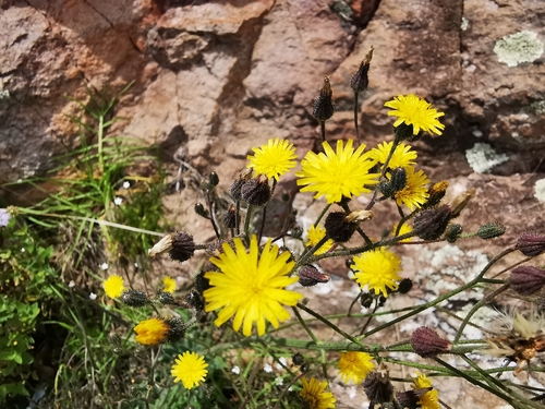 Rusby's hawkweed (Hieracium rusbyi)