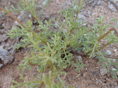 Ursinia cakilefolia