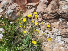 Hieracium abscissum
