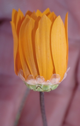 Image of Ursinia cakilefolia by no rights reserved