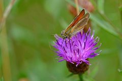 Thymelicus sylvestris