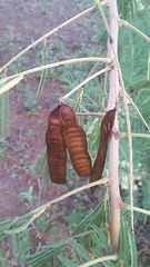 Leucaena pulverulenta