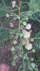Leucaena pulverulenta