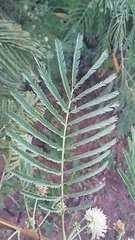 Leucaena pulverulenta
