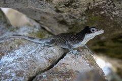 Anolis agassizi