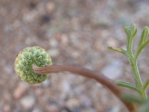 Image of Ursinia cakilefolia by no rights reserved