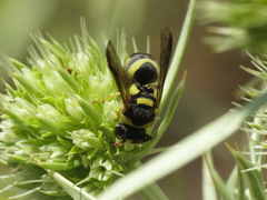 Euodynerus variegatus