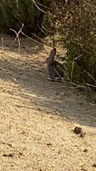 Sylvilagus audubonii