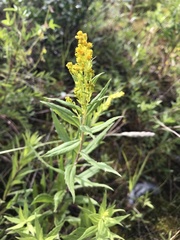 Solidago lepida lepida