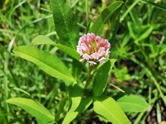 Trifolium wormskioldii