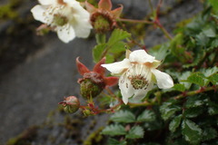 Rubus taiwanicolus