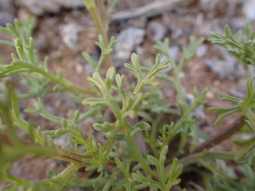 Image of Ursinia cakilefolia by no rights reserved