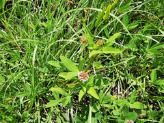 Trifolium wormskioldii