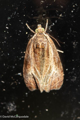Olethreutes quadrifidum