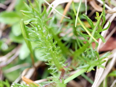Achillea atrata