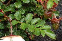 Rubus taiwanicolus