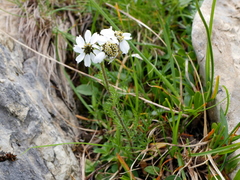 Achillea atrata
