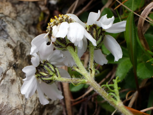 Image of Achillea atrata by (c) Wolfgang Jauch, some rights reserved (CC BY)