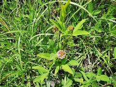 Trifolium wormskioldii