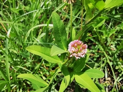 Trifolium wormskioldii