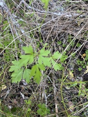 Ranunculus multifidus