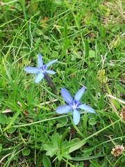Gentiana brachyphylla brachyphylla