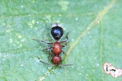 Cystomutilla ruficeps