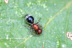 Cystomutilla ruficeps