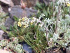 Artemisia genipi
