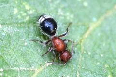Cystomutilla ruficeps