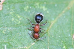 Cystomutilla ruficeps