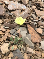 Papaver radicatum kluanense