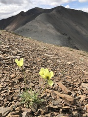 Papaver radicatum kluanense