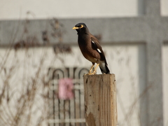 Acridotheres tristis