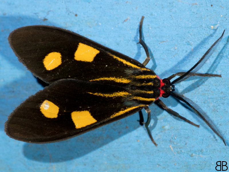 Uranophora cincticollis