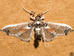 Neoleucinodes