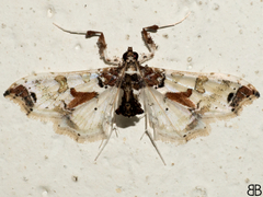Neoleucinodes