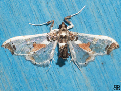 Neoleucinodes