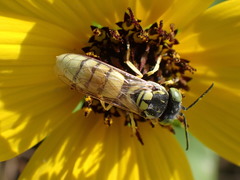 Microbembex monodonta